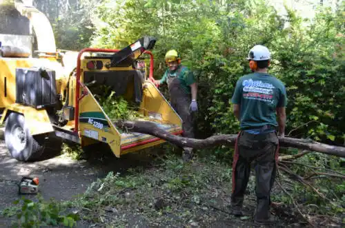 tree services Waco